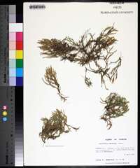 Selaginella arenicola image