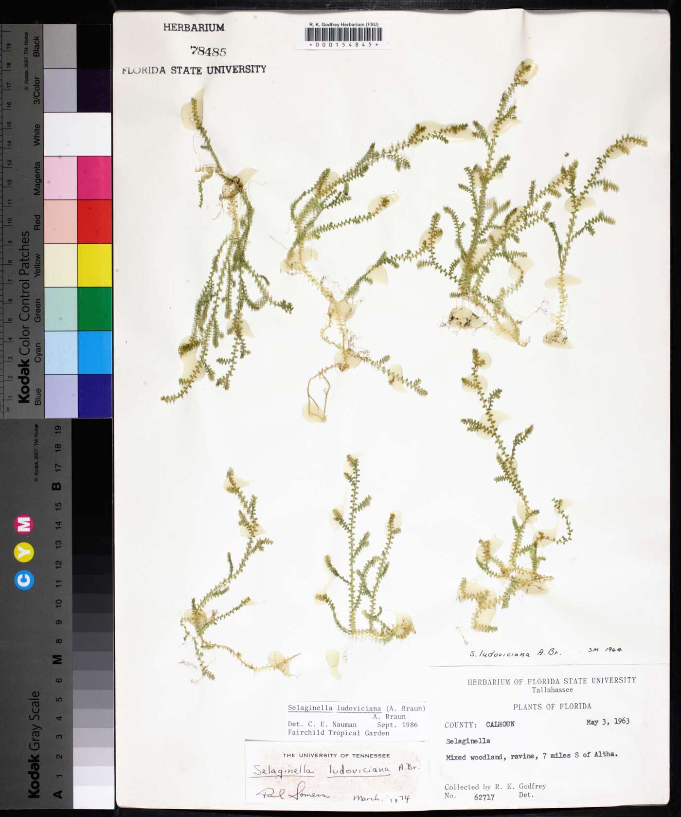 Selaginella ludoviciana image
