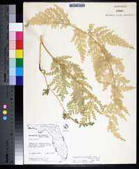 Selaginella willdenowii image