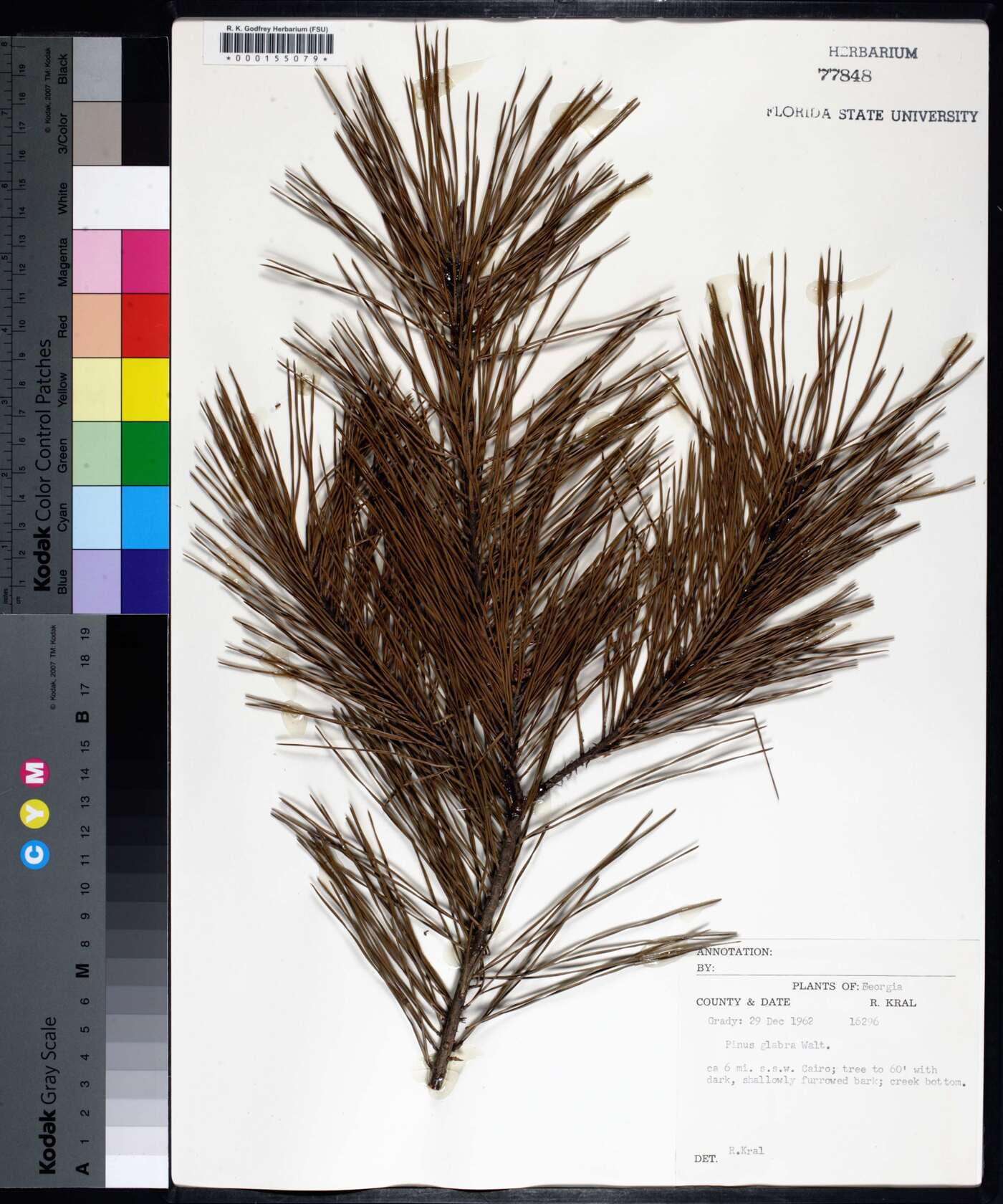 Pinus glabra image