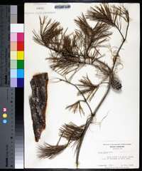 Pinus glabra image