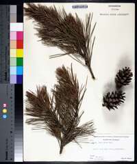 Pinus glabra image