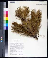 Pinus pungens image