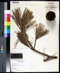 Pinus rigida image