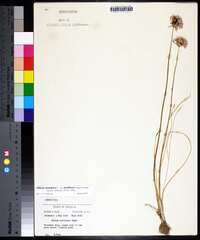 Allium canadense var. mobilense image