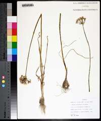 Allium cuthbertii image