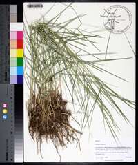 Panicum repens image