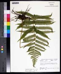 Thelypteris kunthii image