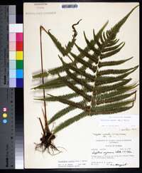 Thelypteris kunthii image