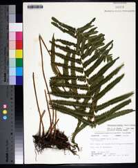 Thelypteris kunthii image