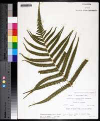 Thelypteris kunthii image