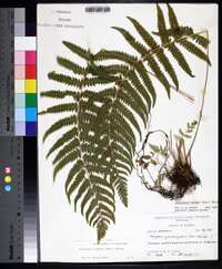 Thelypteris kunthii image