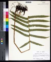 Thelypteris kunthii image