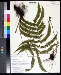 Thelypteris kunthii image