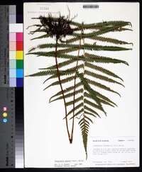 Thelypteris kunthii image