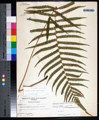 Thelypteris kunthii image