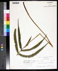 Thelypteris kunthii image