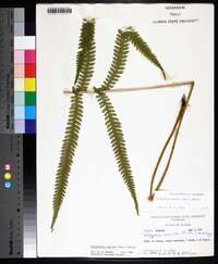 Thelypteris kunthii image