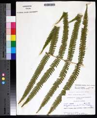 Thelypteris kunthii image