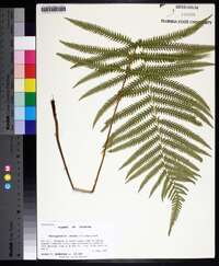 Thelypteris ovata image