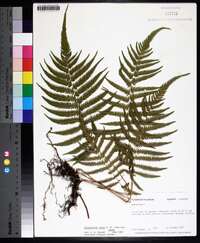 Thelypteris ovata image