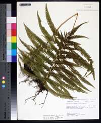 Thelypteris ovata image