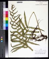 Thelypteris kunthii image