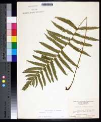 Thelypteris kunthii image