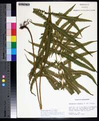 Thelypteris kunthii image