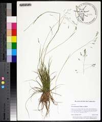 Poa autumnalis image