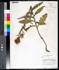 Cirsium altissimum image