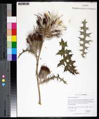 Cirsium horridulum image