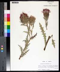 Cirsium horridulum image