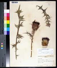 Cirsium horridulum var. horridulum image