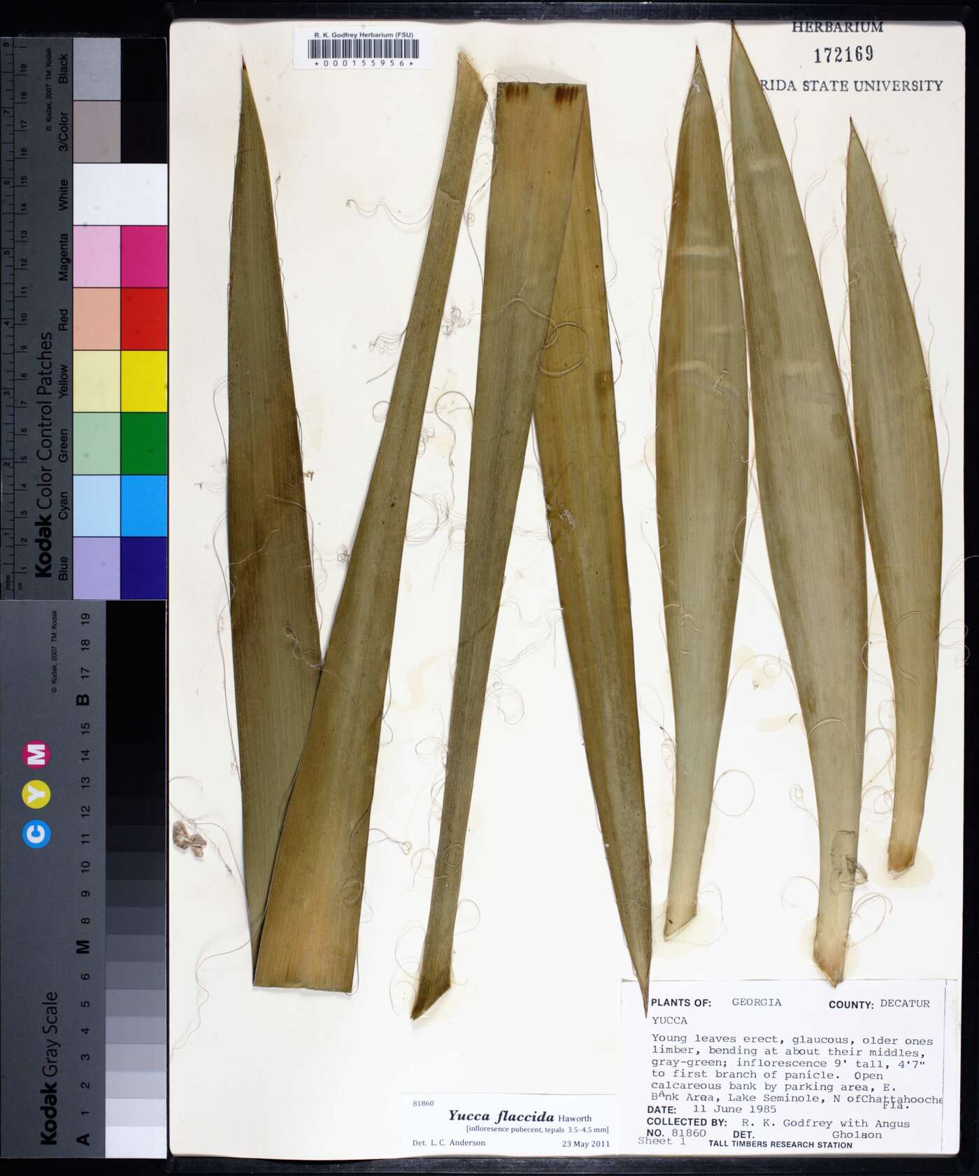Yucca flaccida image