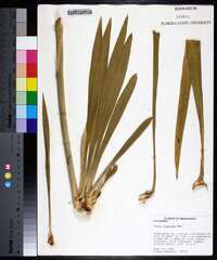 Yucca flaccida image