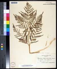 Pteridium aquilinum var. latiusculum image