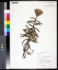 Cirsium repandum image