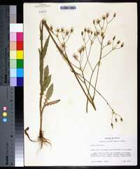 Crepis pulchra image