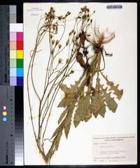 Crepis pulchra image