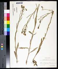 Crepis tectorum image