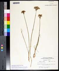 Allium canadense var. mobilense image