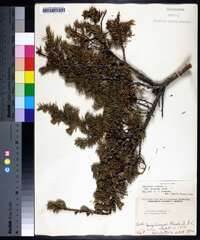 Juniperus communis var. depressa image