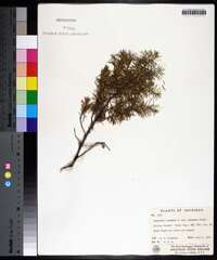 Juniperus communis var. depressa image