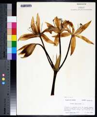 Crinum americanum image