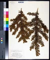 Taxus canadensis image