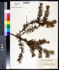 Taxus canadensis image