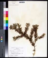 Taxus canadensis image