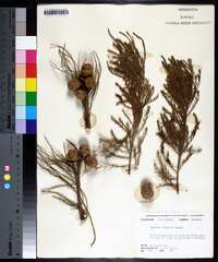 Taxodium ascendens image