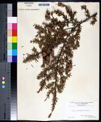 Tsuga canadensis image